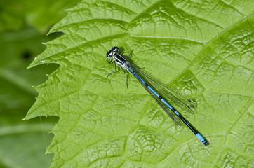 Coenagrion pulchellumon on a green leaf