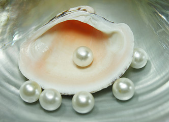 pearl and shells