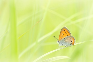Butterfly on a spring meadow in the sunshine