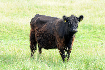 Galloway Rind - Hochlandrind - Rind