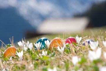 Ostereier Mit Krokusse