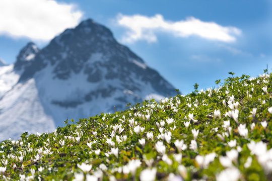 alpenwiese mit krokussen