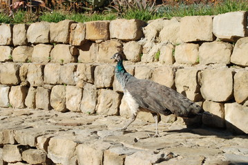 Fototapeta premium Peacock