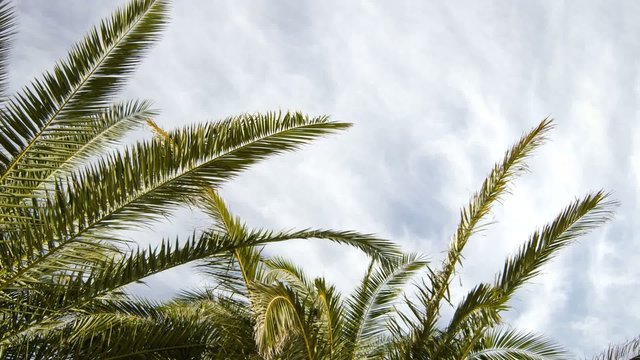 nice Weather under Palm Trees Timelapse