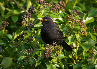 Blackbird on Ivy