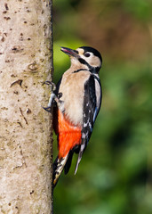 Great Spotted Woodpecker