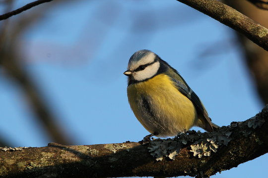 m&eacute;sange bleue sur branche d'arbre