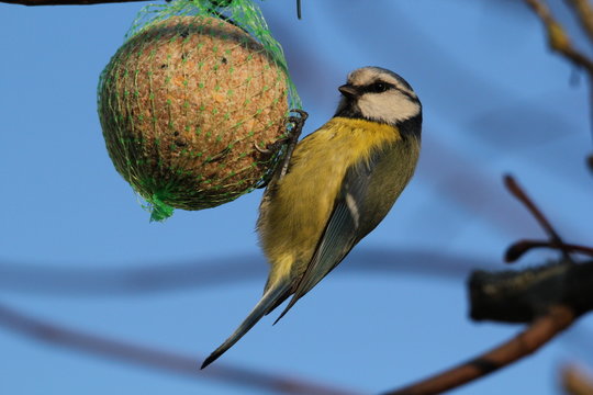 m&eacute;sange bleue suspendue &agrave; une boule de graisse