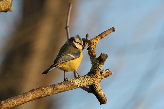 m&eacute;sange bleue avec huppe