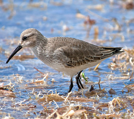 Dunlin