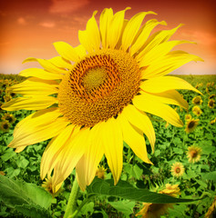 Obraz premium sundown above the sunflower field