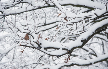 Winter scene