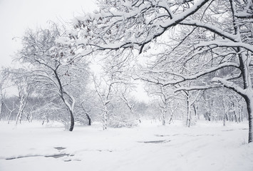 Winter scene