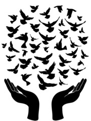 hands releasing peace pigeon