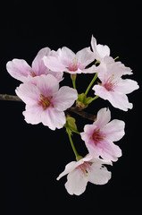 Fototapeta na wymiar Cherry blossom isolate on black background
