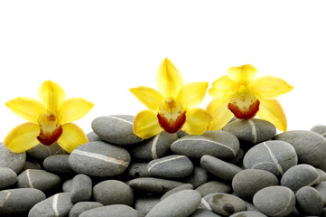 Fototapeta na wymiar Still life with three orchid on pebble