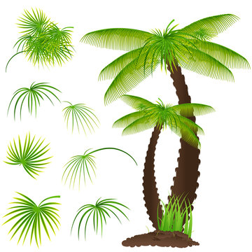 Palm Tree with Set of Leaves