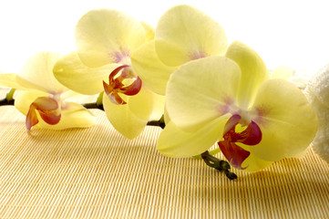 Brunch yellow orchid on woven mat