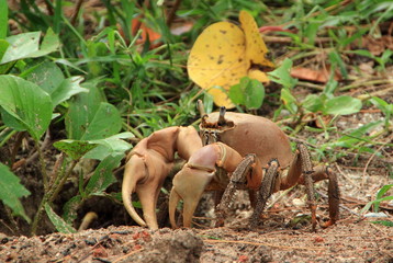 crabe de cocotier des îles