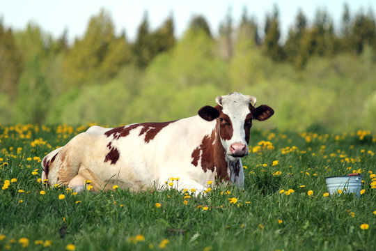 Корова и ведро с молоком