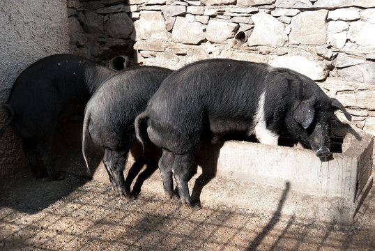 maiali durante il pasto nella mangiatoia
