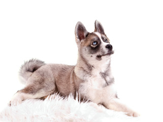 chiot husky de 3 mois