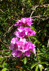 Fototapeta premium Fucshia flowers