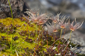 flowers of Kamchatka
