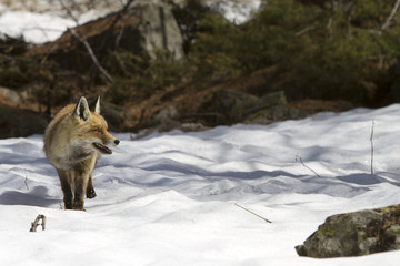 Fox in the snow