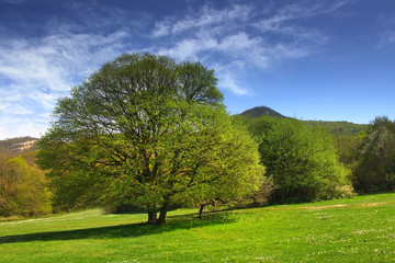 Spring landscape