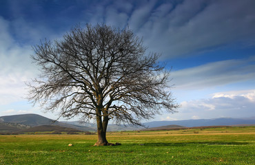 Lonely tree in the valley
