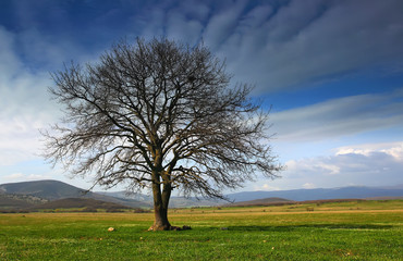 Fototapeta na wymiar Lonely drzewa w dolinie