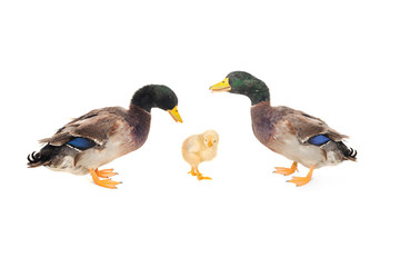 duck and chick