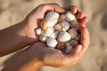 Hands holding sea shells.