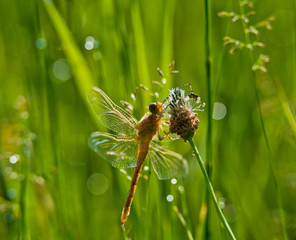 Dragonfly on green leaves