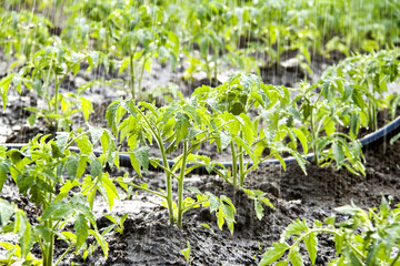 Tomatoes