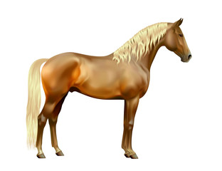 Fototapeta na wymiar Vector exterior of silver bay horse isolated on white