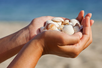 Hands holding sea shells.