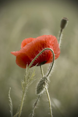 red poppies - 37681537