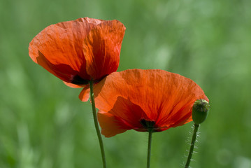 red poppies