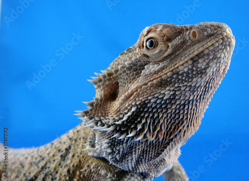"Bartagame Kopf" Stockfotos und lizenzfreie Bilder auf Fotolia.com ... - 500 F 37681582 Ai1BpoJCo2nRwQw0Mo8TIRETQighYE3y