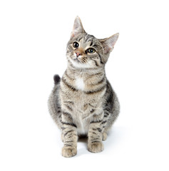 Pet tabby cat on white
