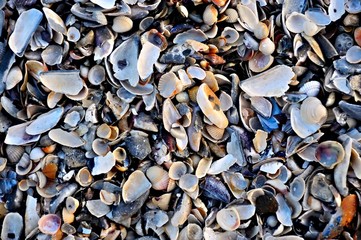 many seashells