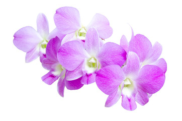 Naklejka na ściany i meble Orchid pink