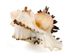 Sea shell (murex endivia) isolated on white