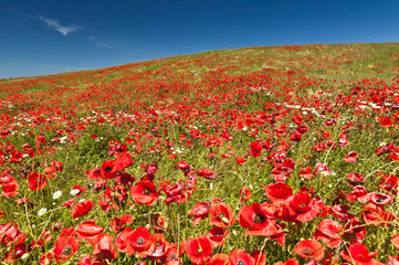 Mohnblumen mit Gänseblümchen