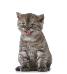 Obraz premium little kitten