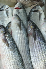 Obraz premium Fresh sea bass fish on ice