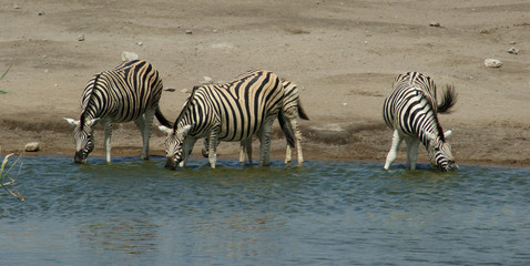 Fototapeta na wymiar Zebry przy wodopoju