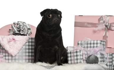 Pug sitting with Christmas gifts in front of white background